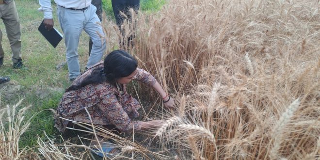 श्रावस्ती DM कृतिका शर्मा ने खेत में काटे गेहूं, क्रॉप कटिंग का किया निरीक्षण