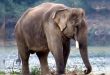 छत्तीसगढ़ के जशपुर में हाथियों का आतंक, दो सगे भाइयों को कुचलकर मार डाला