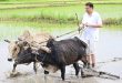आषाढ़ की रिमझिम फुहारों के बीच धान के खेतों में उतरा पहाड़ का बेटा