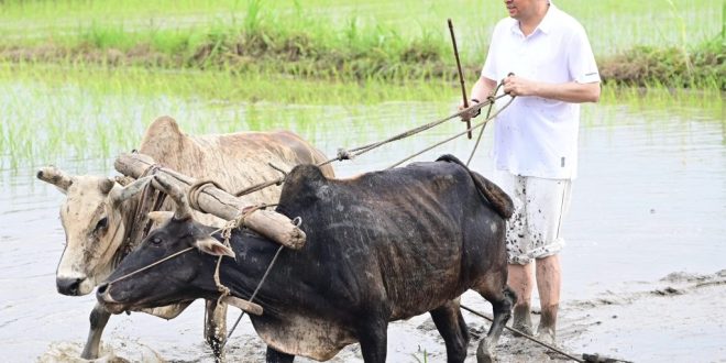 आषाढ़ की रिमझिम फुहारों के बीच धान के खेतों में उतरा पहाड़ का बेटा