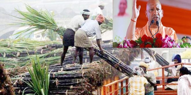 गन्ना किसानों को योगी सरकार का बड़ा उपहार, गन्ना मूल्य ₹30 प्रति कुन्तल बढ़ा