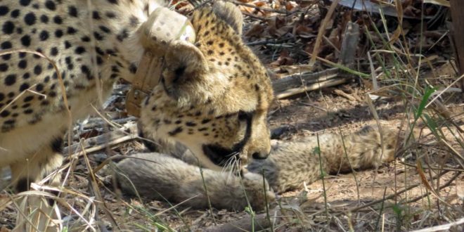 प्रोजेक्ट चीता: आज बोत्सवाना भारत को सौंपेगा 8 चीते