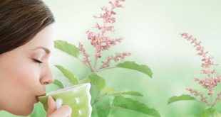 सर्दियों की सेहत का सुपरटॉनिक: तुलसी का पानी बनेगा आपकी इम्यूनिटी की ढाल