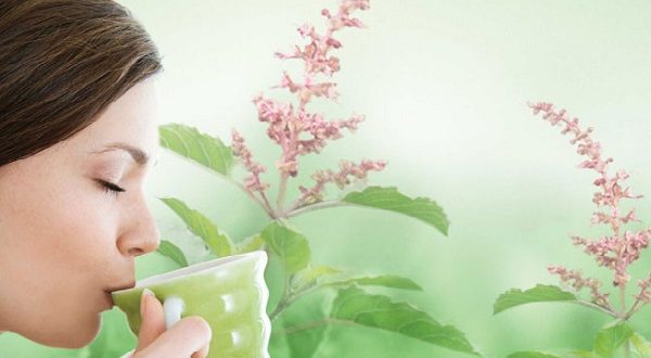 सर्दियों की सेहत का सुपरटॉनिक: तुलसी का पानी बनेगा आपकी इम्यूनिटी की ढाल