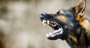 कुत्ते ने काटा तो मालिक पर होगी FIR, एक लाख रुपए का जुर्माना भी; देहरादून नगर निगम का फैसला