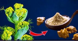 किस पौधे से बनती है हींग और क्यों इतनी महंगी बिकती है?