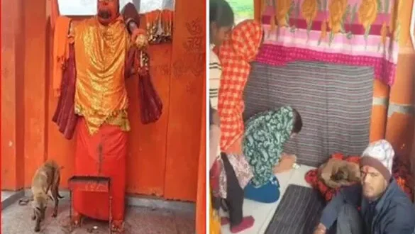4 दिन से मंदिर की परिक्रमा कर रहा भूखा-प्यासा कुत्ता, गांव में उमड़ी आस्था की भीड़; डॉक्टर की दलील पर भारी पड़े श्रद्धालु