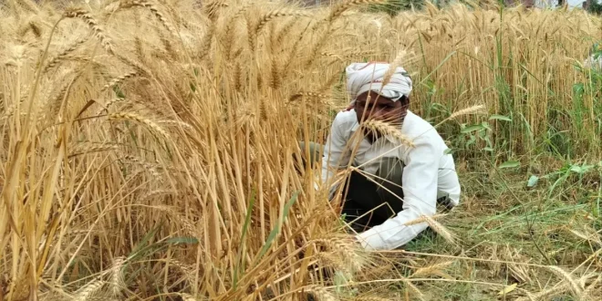 यूपी में 60 प्रतिशत किसानों की फार्मर रजिस्ट्री हुई पूरी, मुख्यमंत्री योगी आदित्यनाथ का निर्देश- अगले 90 दिनों में पूरी करें टारगेट