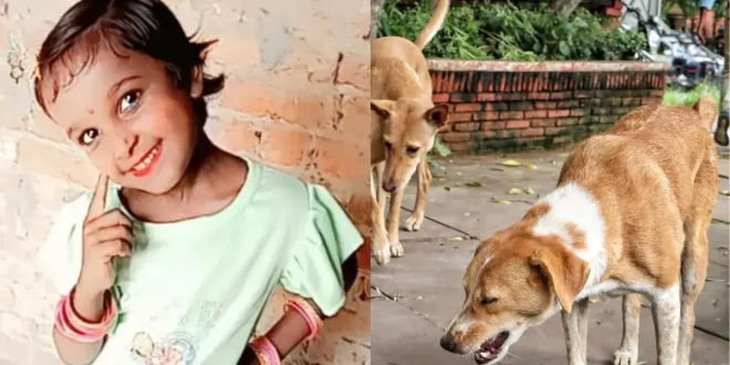 संभल में दिल दहला देने वाली घटना: आवारा कुत्तों के झुंड ने 9 साल की बच्ची को नोंच-नोंचकर मार डाला