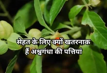 Photo of अश्वगंधा पर बड़ा एक्शन, FSSAI ने पत्तियों के इस्तेमाल पर लगाई रोक