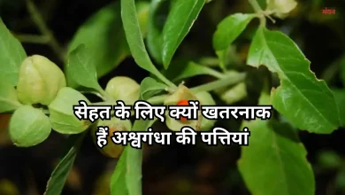 Photo of अश्वगंधा पर बड़ा एक्शन, FSSAI ने पत्तियों के इस्तेमाल पर लगाई रोक