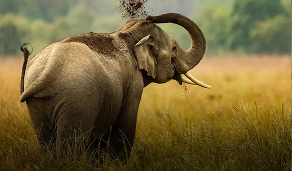 Dudhwa National Park A