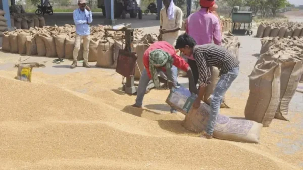 Wheat Procurement Center b