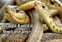 Photo of सपने में दिखने वाले ये सांप बदल सकते हैं आपकी जिंदगी, न करें नजरंदाज
