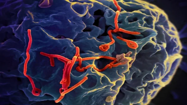Ebola_Virus