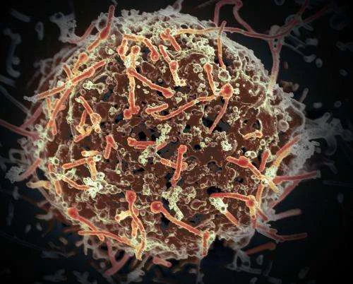 Ebola_Virus