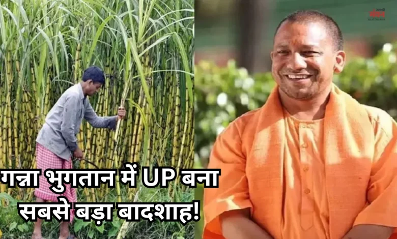 Uttar Pradesh Sugarcane