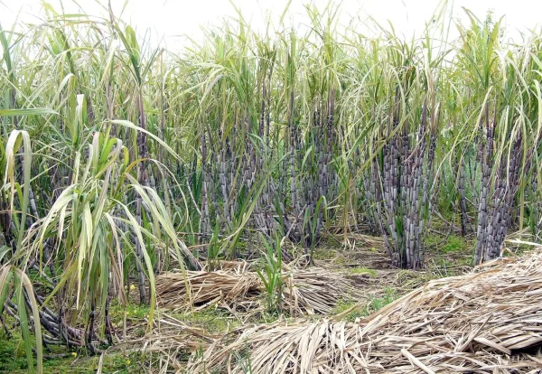 Uttar Pradesh Sugarcane