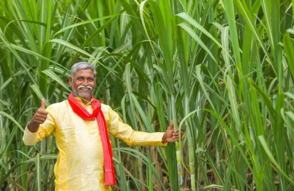 Uttar Pradesh Sugarcane