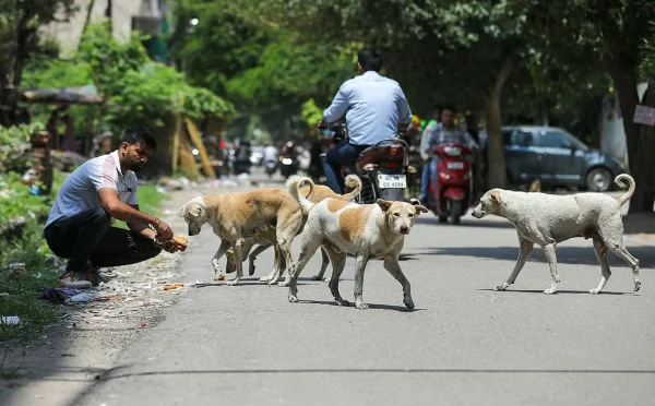 stray dogs