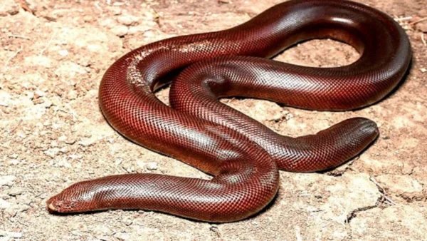 Smuggling of a two-headed snake b