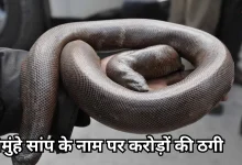 Photo of सहारनपुर पुलिस की बड़ी सफलता, दोमुंहे सांप से करोड़ों की ठगी करने वाला चढ़ा हत्थे