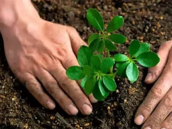 CM Yogi planting a sapling