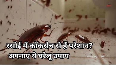 Photo of रसोई में बार-बार आ रहे हैं कॉकरोच? इन घरेलू उपायों से पाएं हमेशा के लिए निजात