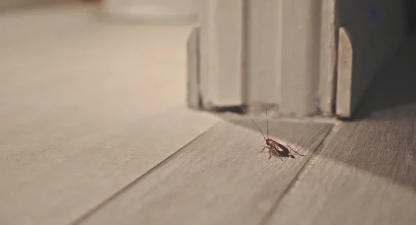 Cockroach