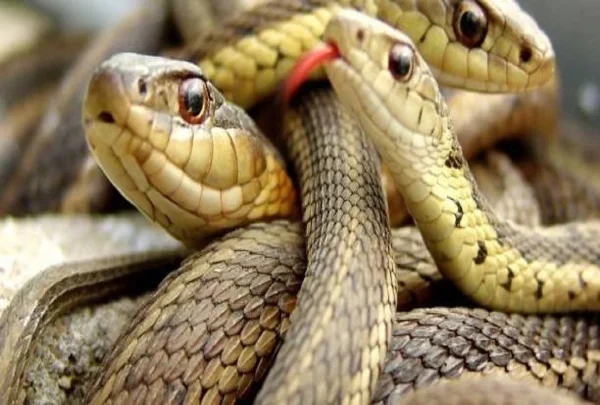 Snake Dreams