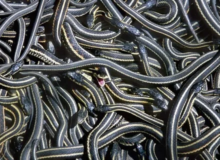 Snake Dreams