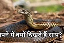 Photo of सपने में सांप दिखा? रंग बदले, समझो मतलब भी बदले! जानें हर रंग और हरकत का राज
