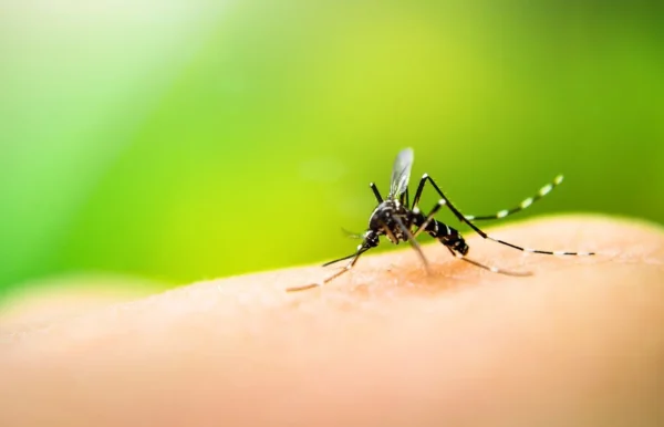 Dengue Virus