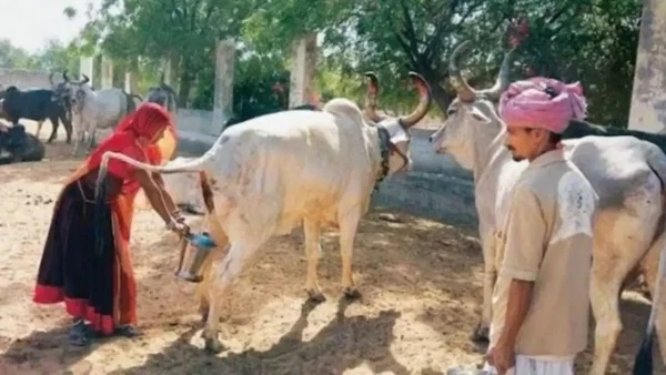 Gomutra