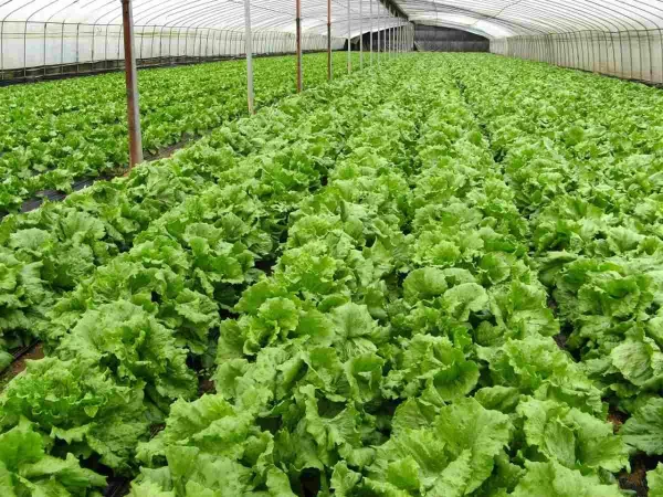 Natural Farming Scheme a