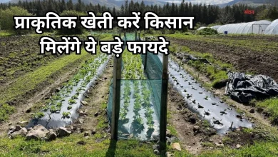 Photo of गोबर-गोमूत्र से सुधरेंगे खेत, सरकार भी देगी नकद इनाम, ऐसे उठा सकते हैं लाभ