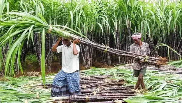sugarcane farmer payment