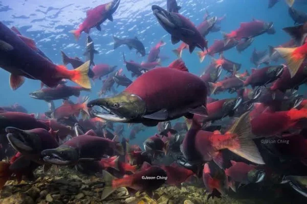 world fish