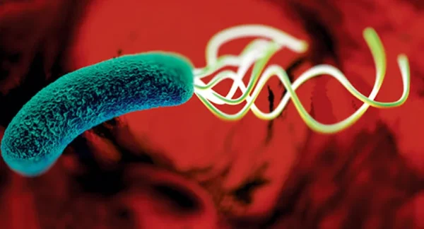 From HPV to H. pylori